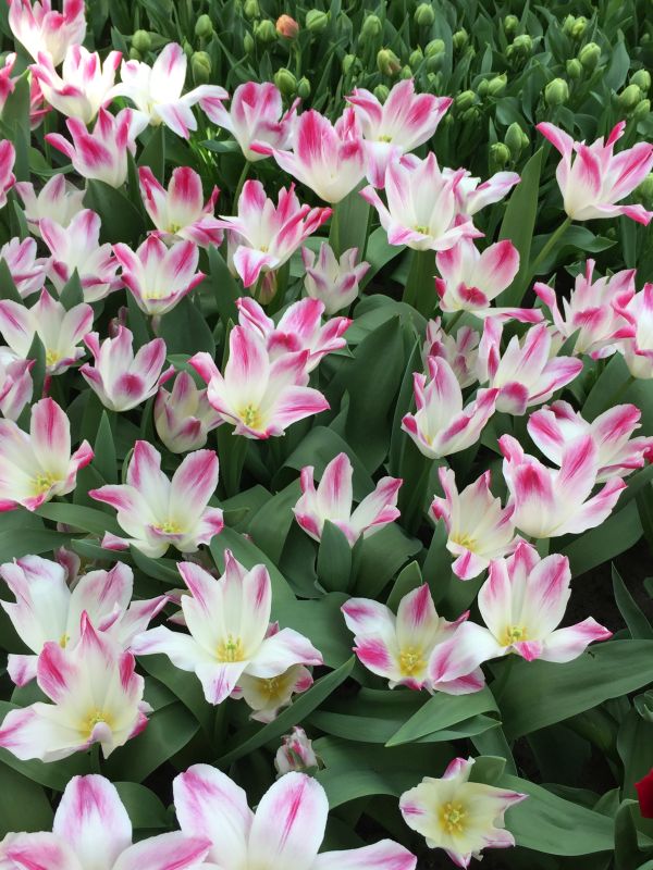 weiss-rosa Tulpen im Keukenhof bei Amsterdam