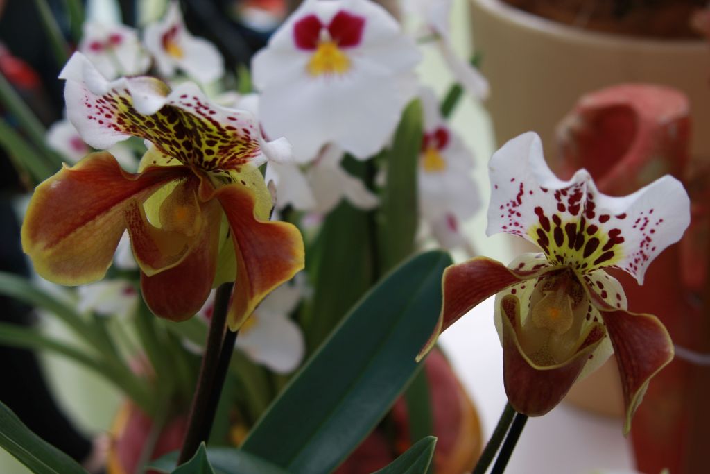 exotische Orchidee im Keukenhof bei Amsterdam