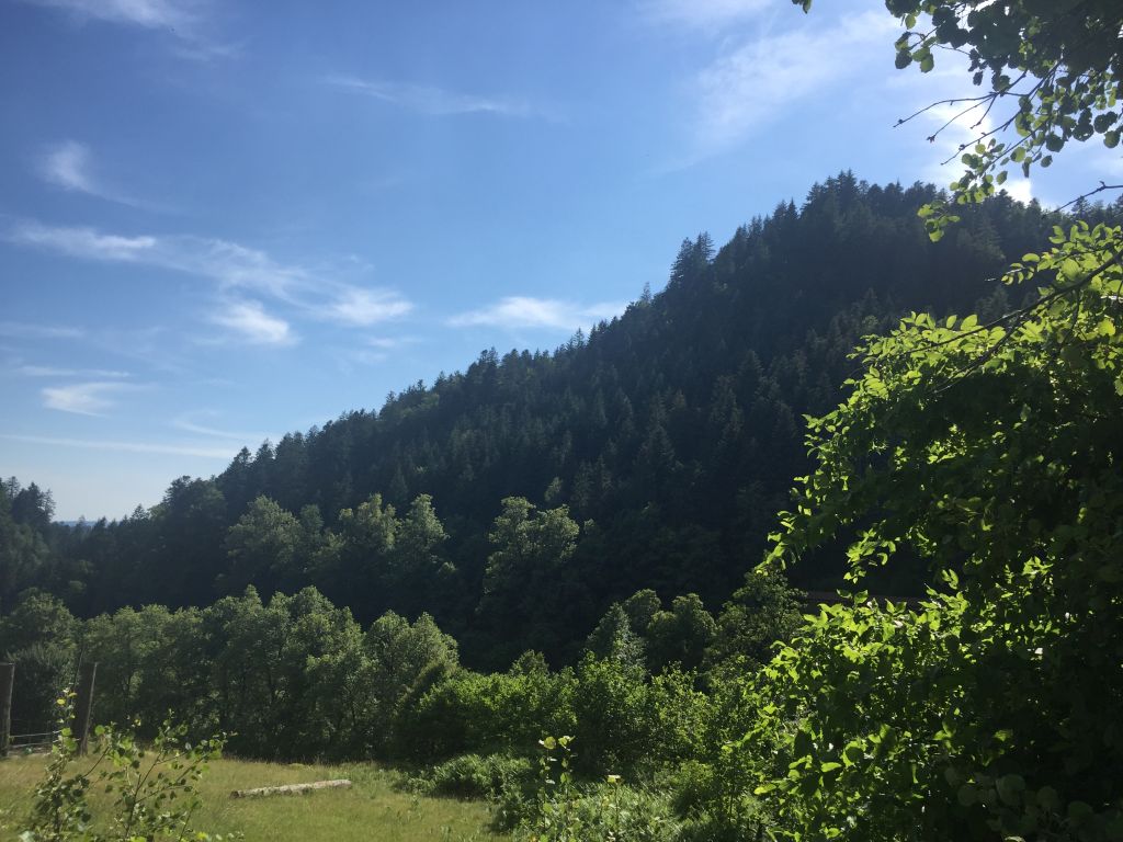 die dunklen Tannen des Schwarzwalds vor blauem Himmel