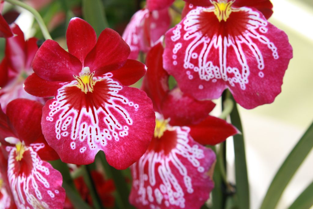 Knallrote Orchidee