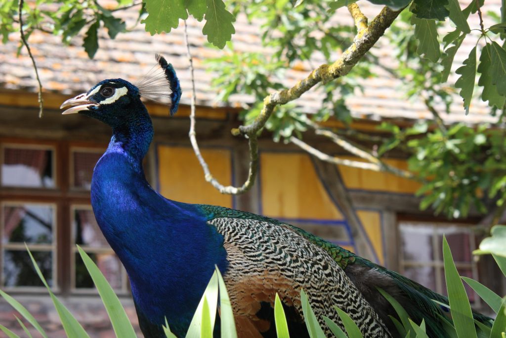 ein wunderschoener blauer Pfau im Écomusée d'Alsace