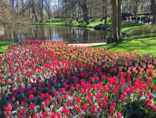 Tulpenwiese mit See im Keukenhof bei Amsterdam