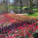 Tulpenwiese mit See im Keukenhof bei Amsterdam