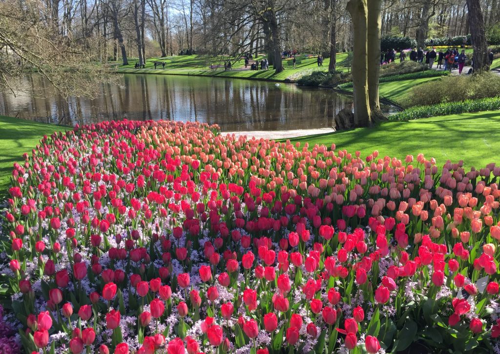 Tulpenwiese mit See im Keukenhof bei Amsterdam