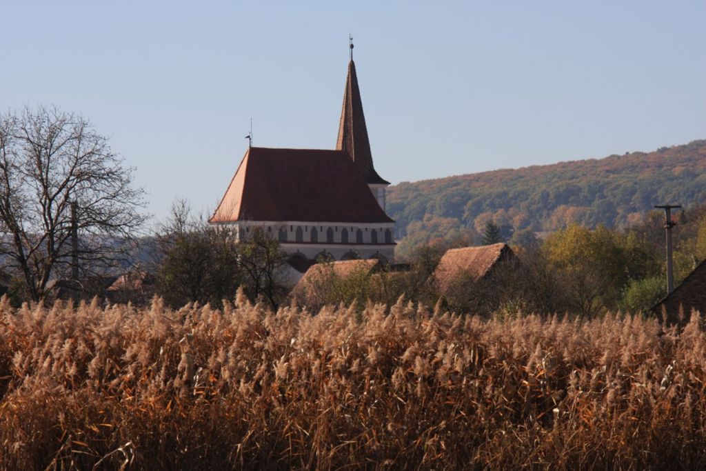 Blick über ein Schilfrohrfeld auf die Kirchenburg von Klosdorf / Cloaşterf in Siebenbuergen