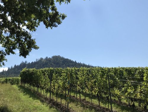 Blcik über die Weinberge des Reblands zur Ruine Yburg